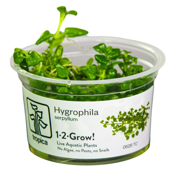 Planta acvariu Hygrophila serpyllum In vitro Tropica - imagine 6